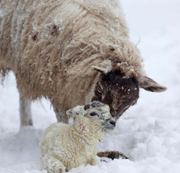 sheep in snow1